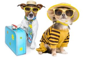 Tips for Traveling with Pets